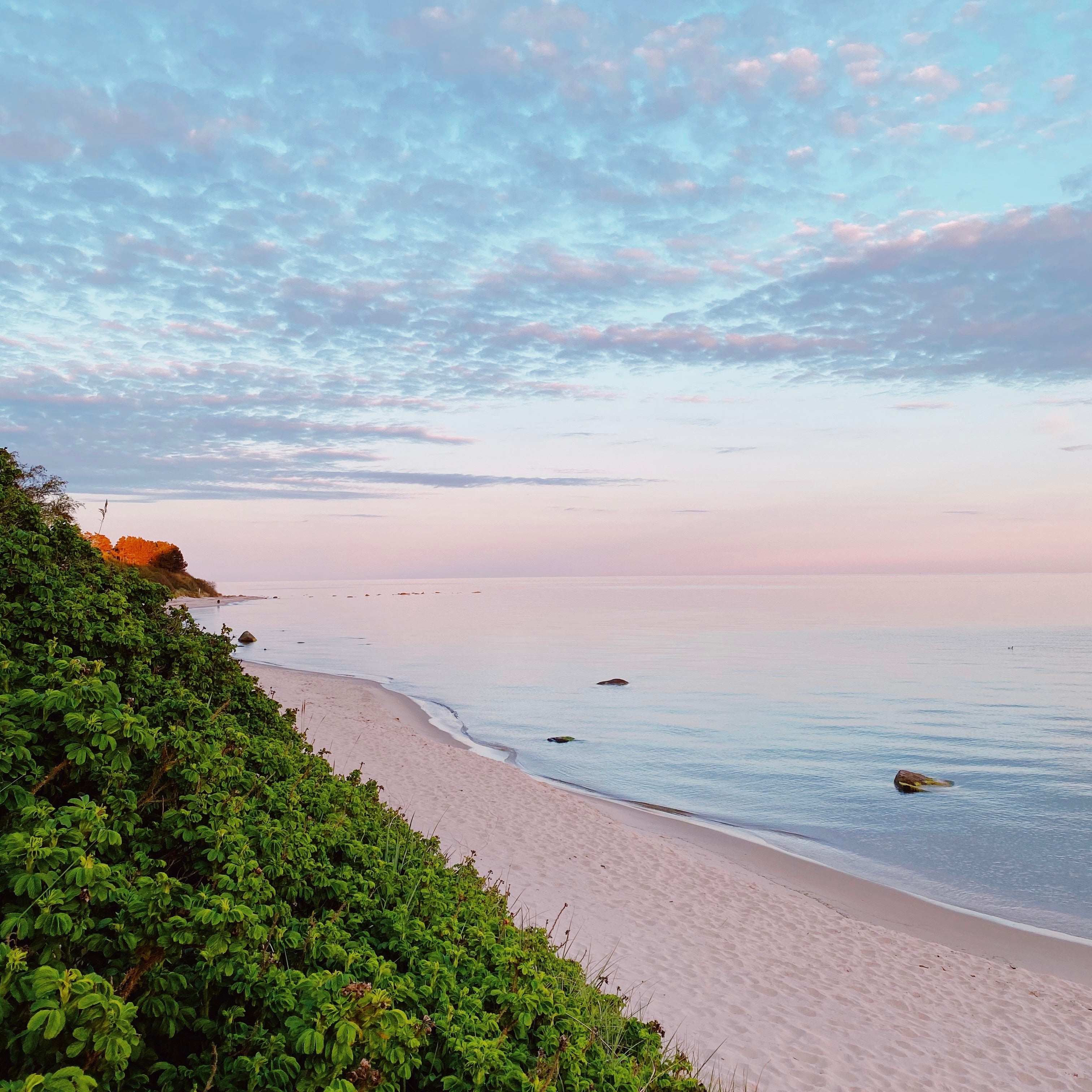 Magisk solnedgang over en strand på Sydbornholm med klitroser i forgrunden i smukke pastelfarver – inspiration til bornholmsk keramik
